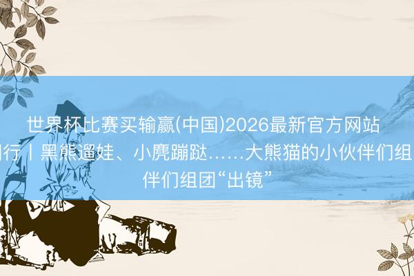 世界杯比赛买输赢(中国)2026最新官方网站 娟秀中国行丨黑熊遛娃、小麂蹦跶……大熊猫的小伙伴们组团“出镜”
